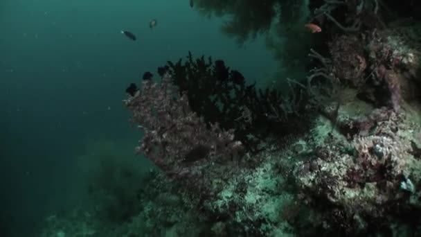 Школа Разноцветных Коралловых Рыб Синем Фоне Моря Водой Поисках Пищи — стоковое видео