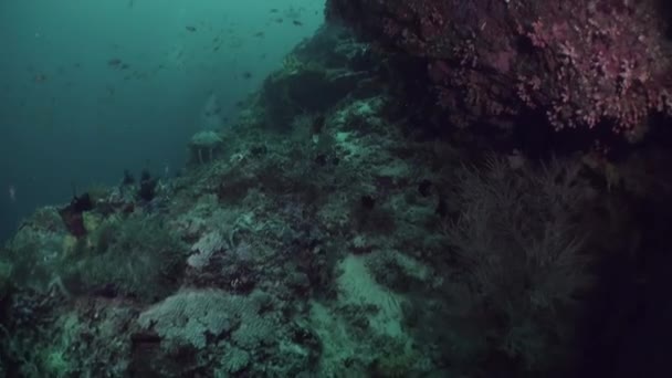 马尔代夫的水下鱼类和珊瑚景观是梦想成真的任何自然 在同一次潜水中看到天使鱼 鹦鹉鱼 鲱鱼和蝴蝶鱼等动物的情况并不少见 — 图库视频影像