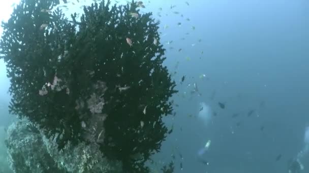 Malediven Onderwater Zicht Vissen Koralen Waar Kunstwerk Als Door Kristalhelder — Stockvideo