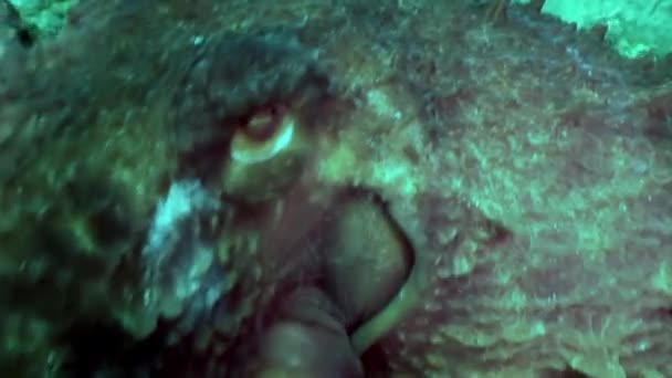 Big Octopus Stone Seabed Search Food Amazing Underwater World Inhabitants — Stock Video