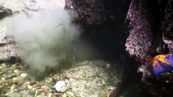 Grande Polvo Fundo Mar Busca Comida Mundo Subaquático Incrível Habitantes — Vídeo de Stock