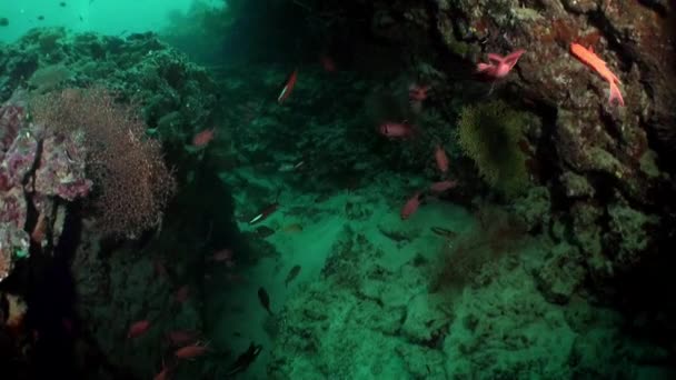 马尔代夫水下的鱼类和珊瑚景观是你永远不会忘记的经历 但真正的明星无疑是珊瑚礁本身 — 图库视频影像
