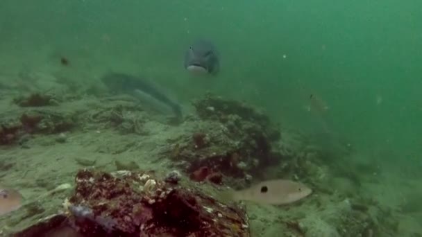 Vídeo Del Paisaje Submarino Agua Nueva Zelanda Océano Pacífico Flotando — Vídeos de Stock