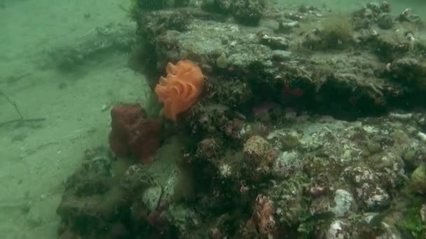 Unterwasser Landschaftsvideo Wasser Neuseelands Pazifischen Ozean Und Schwimmend Die Bewohner — Stockvideo