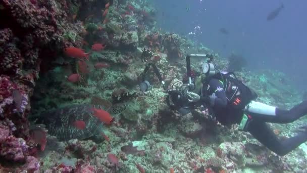 Школа Разноцветных Коралловых Рыб Синем Фоне Моря Водой Поисках Пищи — стоковое видео