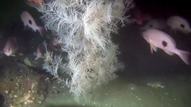Підводне Ландшафтне Відео Воді Нової Зеландії Тихому Океані Плаваючи Навколо — стокове відео