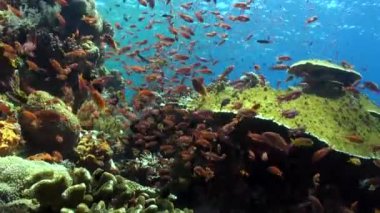 Bali sualtı mercan resifi büyüleyici balık sürüsü manzarası sunar. Renkli mercan resifleri arasında uyum içinde yüzen göz kamaştırıcı balık sürüsü doğanın büyüleyici bir görüntüsü..