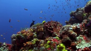 Bali 'nin sualtı dünyası hareketli balıkların büyüleyici güzelliklerini gözler önüne seriyor. Bali 'nin sualtı okyanusu, çeşitli türleriyle balık meraklıları için bir cennettir. Çarpıcı manzara: mercan resifinde balık..