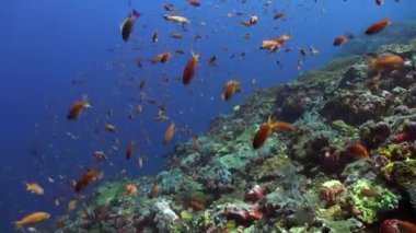 Olağanüstü manzara: sualtı mercan resifinde çeşitli renkli balıklar. Canlı balıklar, mercan resiflerinin berrak sularında yüzüyorlar. Sanat eserlerine ilham veriyorlar..