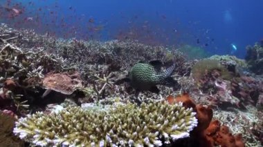 Bali 'nin sualtı okyanusunda balık sürüsünde benekli orfoz çok güzeldir. Bali 'nin sualtı okyanusuna dalın ve şaşırtıcı çeşitlilikteki balık türlerine tanık olun..
