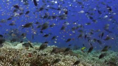 Su altındaki balık okullarının dansı doğanın harikalarının kanıtıdır. Bali 'nin sualtı dünyasındaki balıkların senkronize yüzme şekilleri izleyicileri dehşete düşürüyor..