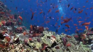 Sualtı mercan resiflerindeki parlak renkli balık sürüsü benzersiz bir görüntüdür. Canlı renkli balık sürülerinin el değmemiş mercan resiflerindeki dansçı hareketleri büyüleyici bir manzara yaratır..