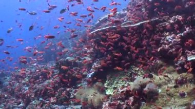 Su altı mercan resifleri parlak renkli balık sürüsüyle canlanır. Mercan resiflerinin güzelliği parlak renkli balıkların saf suda zarifçe süzülmesiyle canlanır..