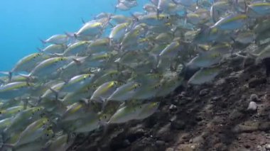 Su altı dünyası balık sürüsüyle süslenir, parlak sarı çizgilerle. Bali 'nin sualtı dünyasında zarif bir şekilde hareket eden, kendine özgü sarı çizgili balık sürüsü, gerçek bir manzaradır..