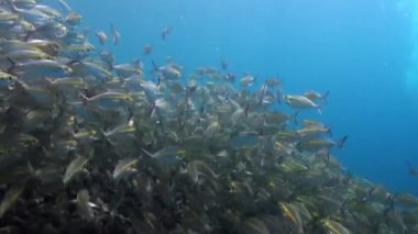 Bali 'nin sualtı dünyasında, sarı çizgili balık sürüsü dans yaratır. Bali sualtı dünyasında sarı çizgili balık sürüsünün zarif hareketlerine tanık olmak gerçekten büyüleyici..