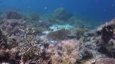 Mercan ve balık türlerinin çeşitliliğiyle birlikte su altı mercan resifleri vardır. Su altı mercan resiflerinin büyüleyici dünyası, mercan ve balık türlerinin bir arada var olduğu yer..