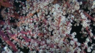 Bali 'nin su altı ekosistemi, yumuşak mercanlarıyla, Bali' nin deniz ekosistemi, yumuşak mercanlarıyla, olağanüstü doğal manzarasını oluşturarak hayrete düşürür..