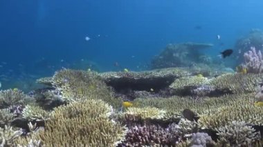 Bali 'nin su altı mercan resiflerindeki balıklar canlı ve dinamik ekosistem oluşturur. Bali 'de bulunan farklı mercan türlerini öğrenmek hem eğitici hem de büyüleyici..