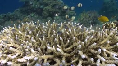 Bali 'nin sualtı mercan resiflerindeki balıklar zengin çeşitlilikte türler sergiliyor. Bali 'nin sualtı mercan resiflerindeki balık sürülerinin sayısı, ekosistemin sağlığı ve canlılığının kanıtıdır..