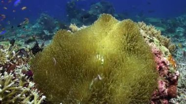 Deniz şakayığı ve palyaço balığının sualtı mercan resifi ekosisteminde ortaklığı. Mercan resiflerindeki renkli anemonlar ve palyaço balıkları deniz yaşamının çeşitliliğinin ve güzelliğinin kanıtıdır..