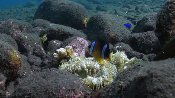 生动的色彩和水下海葵与小丑鱼的优雅是视觉上的乐趣 使小丑鱼与众不同的是它们对海葵细胞的抵抗力 — 图库视频影像