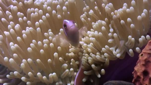 水下海葵和小丑鱼的美丽确实令人着迷 小丑鱼通过向海葵提供食物废料和粪便 为海葵提供营养 — 图库视频影像