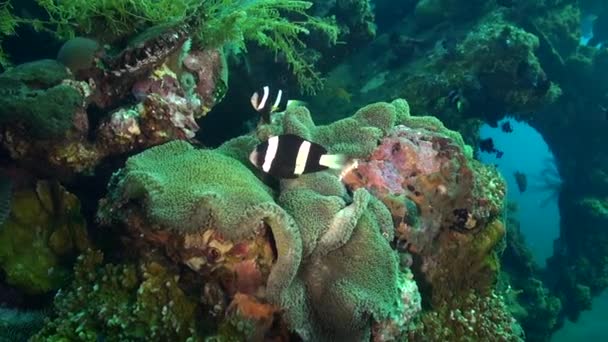 サンゴ礁でのイソギンチャクとクマノミは水中生活の素晴らしい絵を作成します サンゴのサンゴ礁は イソギンチャクとピエロ魚の魅惑的な存在で生きています — ストック動画