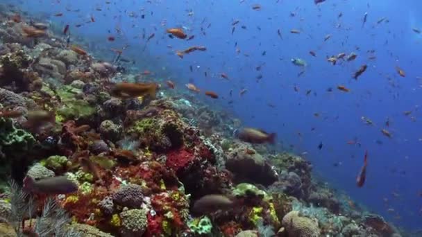 バリ島の海底サンゴ礁は数多くのユニークな魚種が生息しています バリ島の活気ある水中世界で魚の学校によって行われる水中バレエは本当に魅力的です — ストック動画