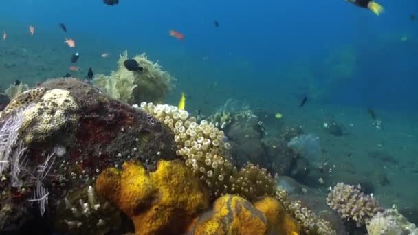 Casal Natureza Peixes Palhaços Anêmonas Mundo Subaquático Descoberta União Maravilhosa — Vídeo de Stock