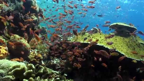 발리의 산호초는 물고기의 학교의 매혹적인 광경을 제공합니다 화려한 산호초 사이에 — 비디오