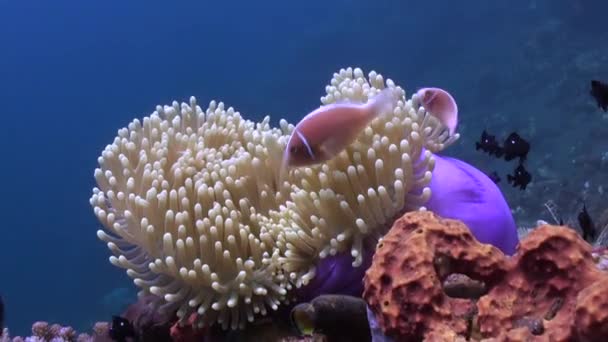 Undervattensanemon Och Clownfisk Imponerar Med Sin Skönhet Unikt Förhållande Mellan — Stockvideo
