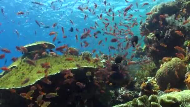 バリ島の水中世界は魚種の多様性の万華鏡です バリ島の表面の下でダイビングし 多くの魚種に出会う — ストック動画