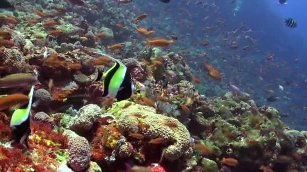 Océano Submarino Bali Refugio Para Numerosas Especies Peces Únicos Ecosistema — Vídeos de Stock
