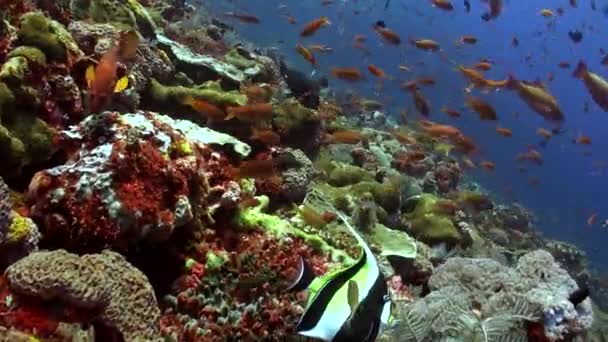 在巴厘岛的水下海洋中体验鱼类种类的惊人多样性 潜入巴厘岛的水下海洋 目睹各种不同种类的鱼 — 图库视频影像