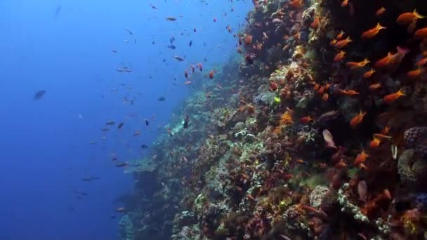 巴厘岛珊瑚礁上五彩斑斓的鱼类种类繁多 令人难以置信 鱼群的出现也表明了海洋生态系统的健康和活力 — 图库视频影像