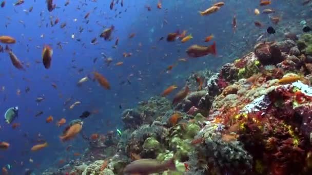 Assistez Une Incroyable Diversité Espèces Poissons Dans Océan Sous Marin — Video