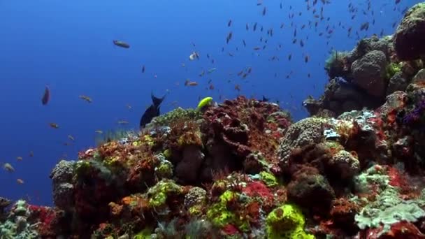 バリの水中世界は魚の動きの見事な美しさを明らかにする バリ島の水中の海は 多様な種類の魚愛好家のための楽園です 印象的な光景 サンゴ礁の魚 — ストック動画