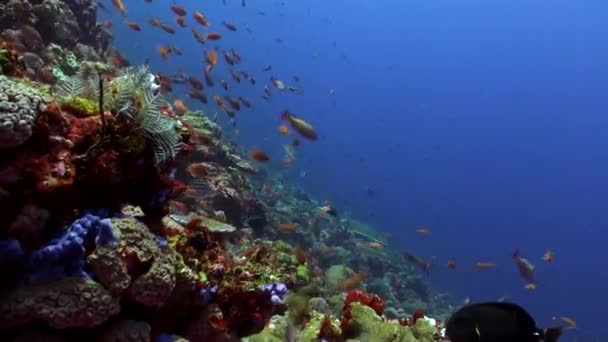 Vista Maravilhosa Escola Peixes Recife Coral Subaquático Oceano Subaquático Bali — Vídeo de Stock