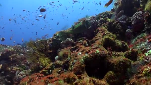 バリ島の水中に生息する魅力的な魚種の配列を発見してください 穏やかなサンゴ礁の中で カラフルな魚が静けさと不思議のオーラを作り出します — ストック動画