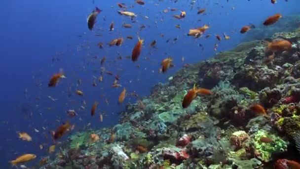 壮大な景色 水中のサンゴ礁で様々なカラフルな魚 サンゴ礁の澄んだ新鮮な水の中で鮮やかな魚の水泳は インスピレーションを与える芸術の生活作品を形成します — ストック動画