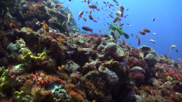 バリ島の水中の海は 魚種の多様性の素晴らしい展示を提供しています バリ島の水中世界は魚種の多様性の万華鏡です 水中のサンゴ礁で鮮やかな色の魚 — ストック動画