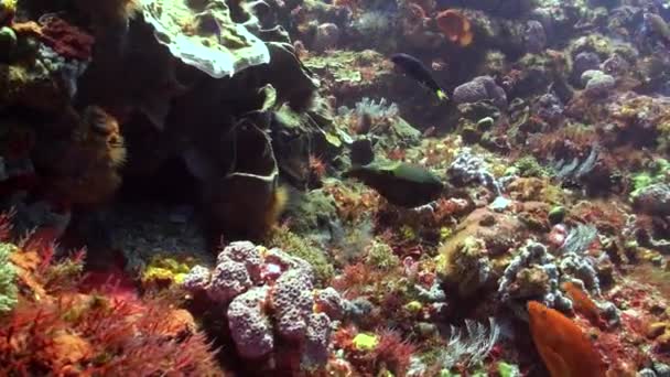透明度の高い新鮮なサンゴ礁の穏やかな美しさは カラフルな魚の浅瀬によって強調されています きれいな淡水のサンゴ礁は カラフルな魚の学校が生きてくるときに穏やかな聖域に変身します — ストック動画