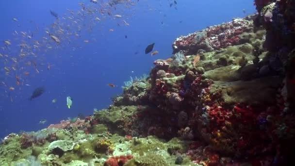 水底一群色彩艳丽的鱼创造了迷人的奇观 在纯净的珊瑚礁的宁静中 一群充满活力的鱼描绘了一幅令人惊叹的图画 — 图库视频影像