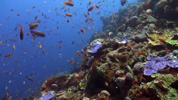 鱼群绚丽的色彩造就了和谐的奇观 在平静的水下珊瑚礁在清澈的海水中 鲜活的鱼群色彩营造出和谐的景象 — 图库视频影像