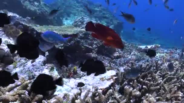 バリ島の海底は多様な魚種の宝庫です バリ島の水中海で驚くほど多様な魚種を探索する — ストック動画