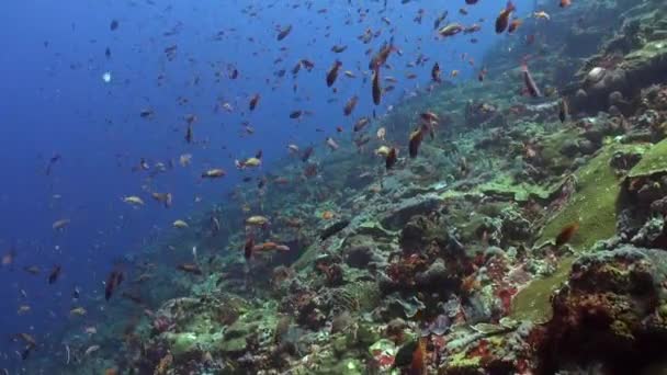 Das Korallenriff Wird Mit Charme Lebendig Wenn Die Schule Der — Stockvideo