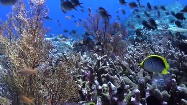 Skolan Fascinerande Färgglada Fiskar Simmar Graciöst Över Korallrevet Harmonisk Koreografi — Stockvideo