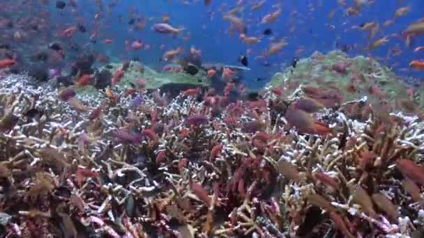 透明度の高いサンゴ礁の美しさは カラフルな魚の群れによって高められています 透明度の高い淡水サンゴ礁は 鮮やかな色の魚で飾られると静けさの天国になります — ストック動画