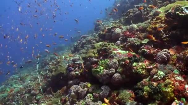 水中のサンゴ礁の魅力は 鮮やかな魚の万華鏡によって強化されています 透明度の高いサンゴ礁が頂点に達し 活気に満ちた魚の群れが到着します — ストック動画