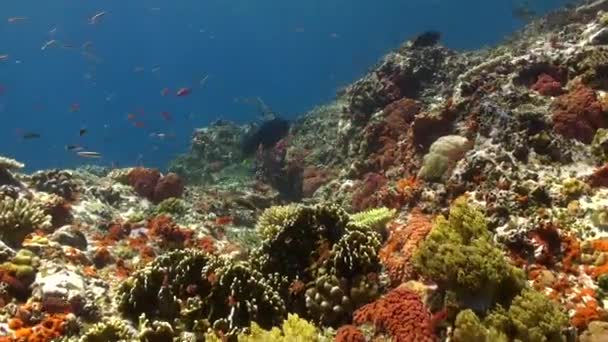 鲜活的鱼群加剧了未被破坏的珊瑚礁的平静 清澈清澈的淡水珊瑚礁装饰着色彩艳丽的鱼 成为宁静的避风港 — 图库视频影像